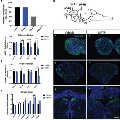 Cerebroventricular Microinjections of MPTP on Adult Zebrafish Induces Dopaminergic Neuronal Death, Mitochondrial Fragmentation, and Sensorimotor Impairments